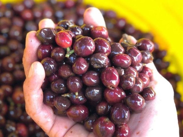 Meraki Geisha Coffee