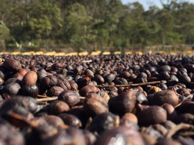 Coffee Beans Sidamo Nensebo