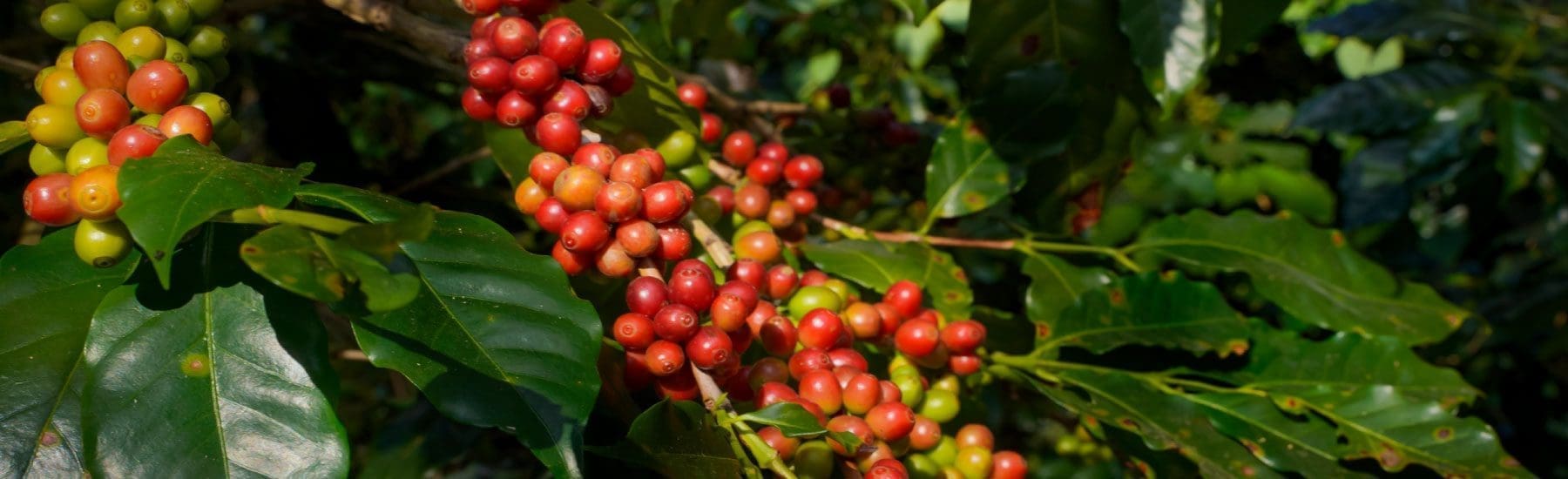 Meraki Speciality coffee